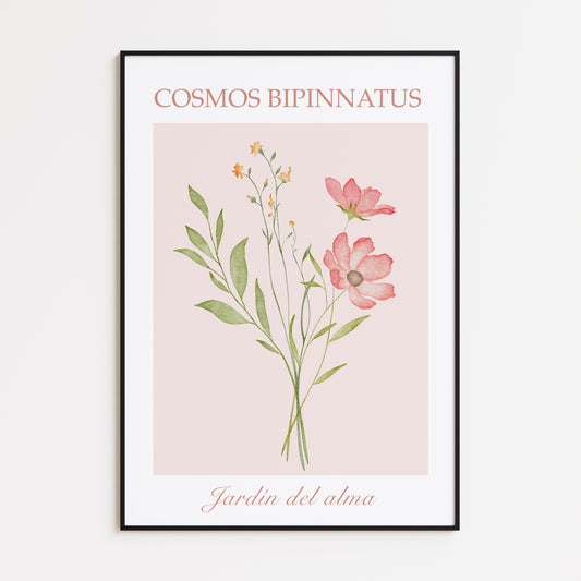 Poster Cosmos Bipinnatus