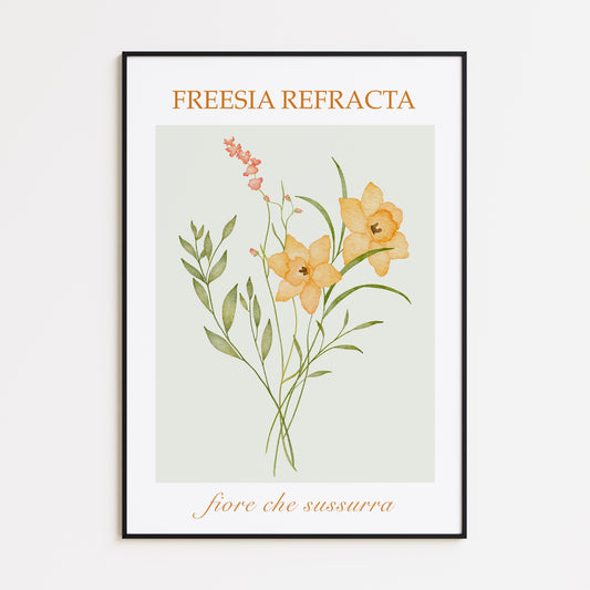 Freesia Refracta Poster
